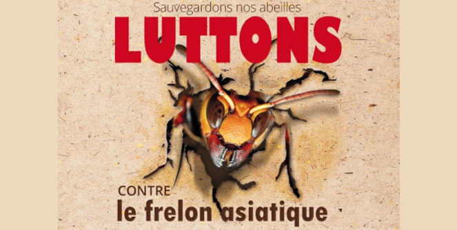 frelon_asiatique