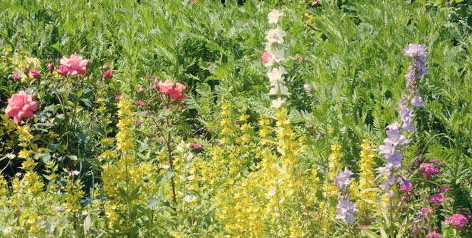 concours_jardins_fleuris_clohars_2015