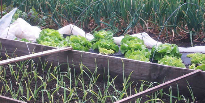 jardins_potagers_clohars_2015
