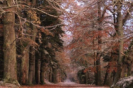 allée rouge forêt domaniale Clohars