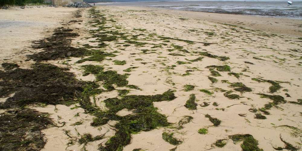 Photo d'une laisse de mer