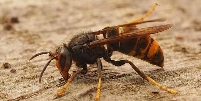 frelon-asiatique-2023