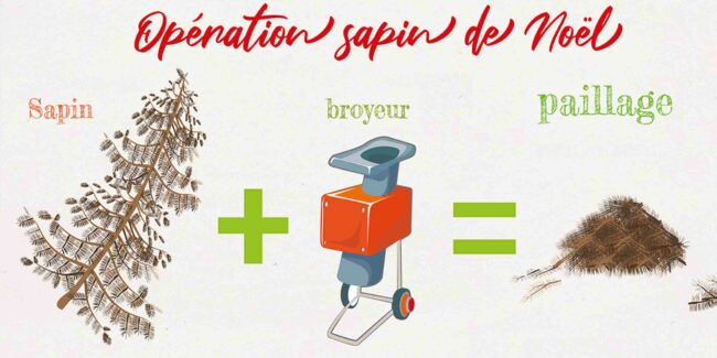 broyage de sapin