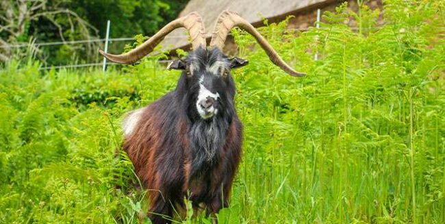 bouc