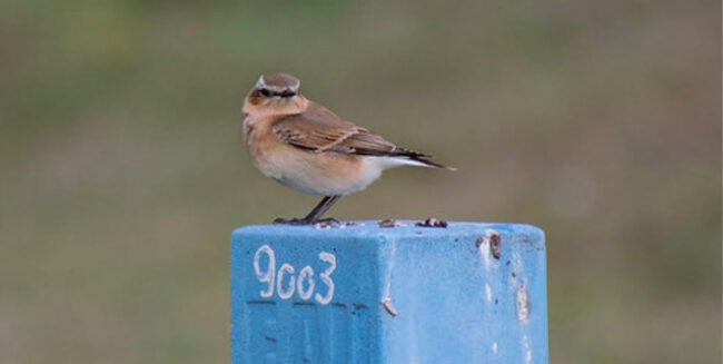 oiseaux-conference