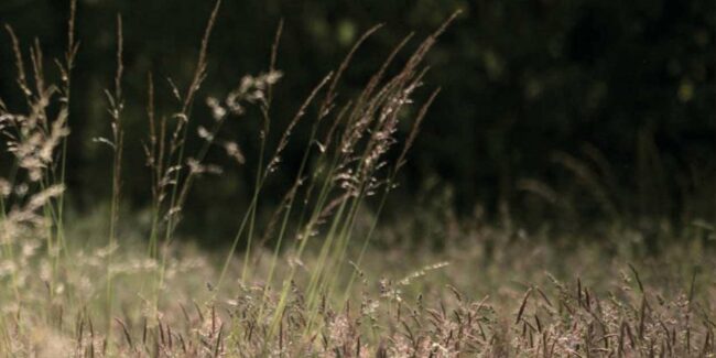 prairie-saint-maurice