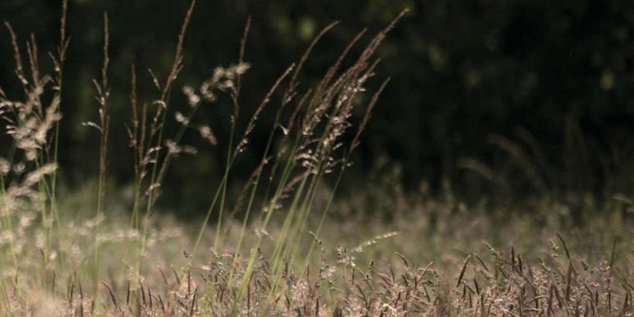 prairie-saint-maurice